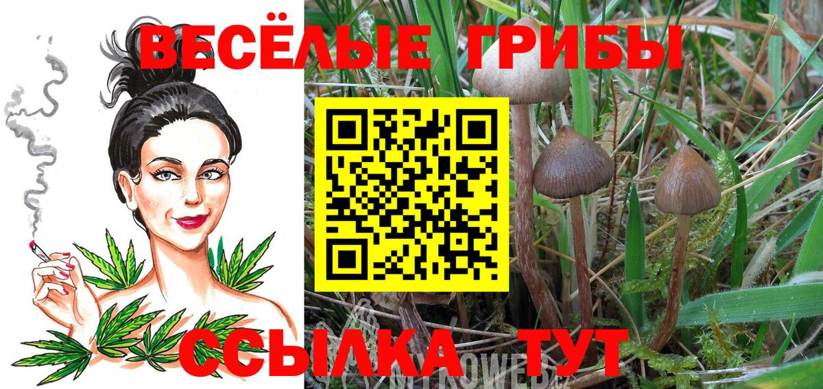 Галлюциногенные грибы Psilocybine cubensis Темрюк